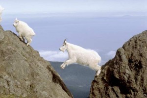 Not this kind of Mountain Goat...