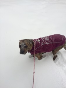 Josie loves the snow-Really!